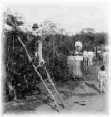Clear-cut Honduran coffee plantation, circa 1900.
